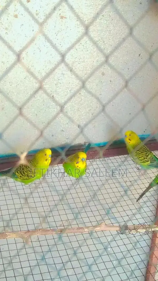 Budgie Breeding Pairs - 3 Pairs + 1 Male Bird Bundle