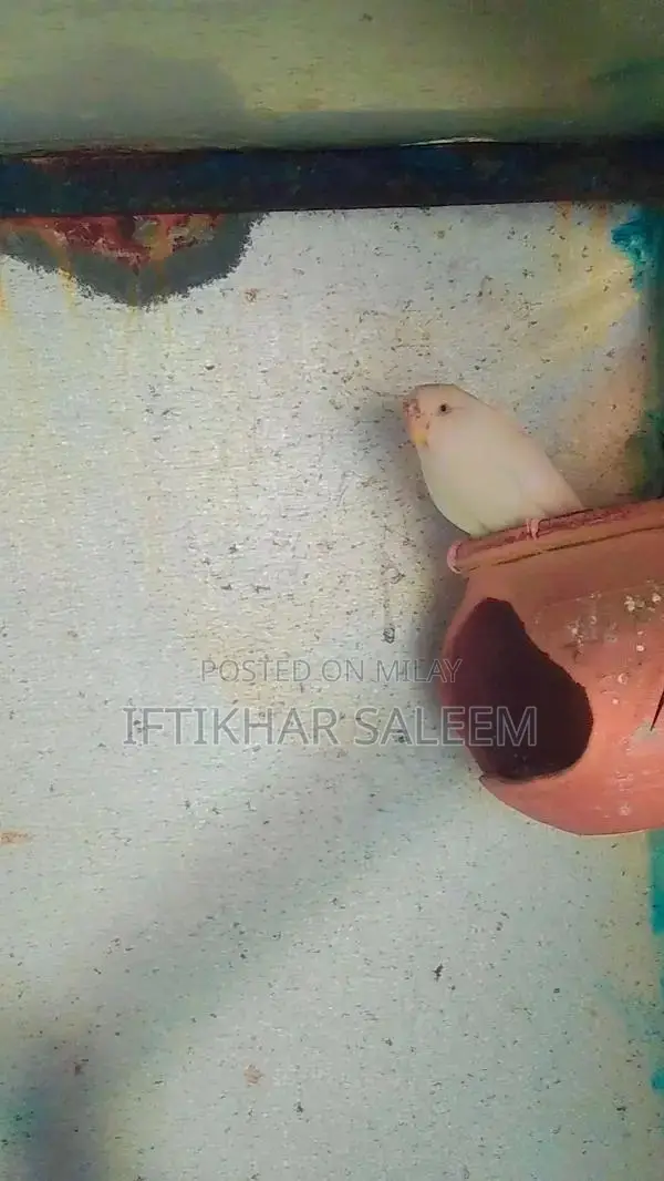 Budgie Breeding Pairs - 3 Pairs + 1 Male Bird Bundle