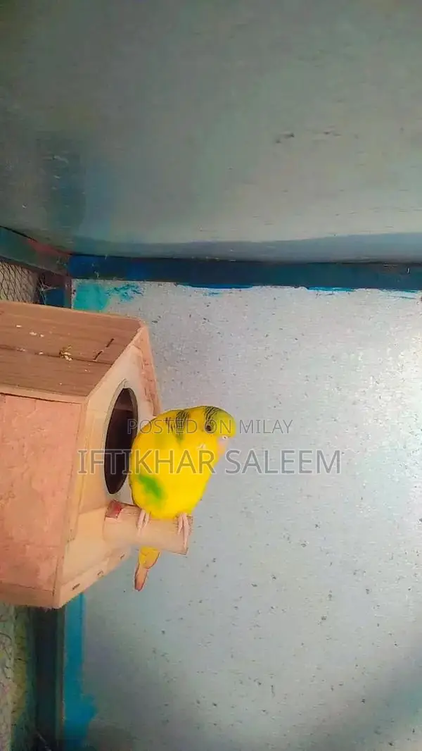 Budgie Breeding Pairs - 3 Pairs + 1 Male Bird Bundle