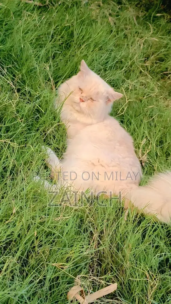 Persian Cat Pair: Male White/Brown and Female Black/Brown, Healthy Bre