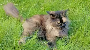 Persian Cat Pair: Male White/Brown and Female Black/Brown, Healthy Bre