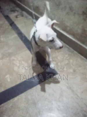 Photo - 1-3 months Female Purebred Bulldog