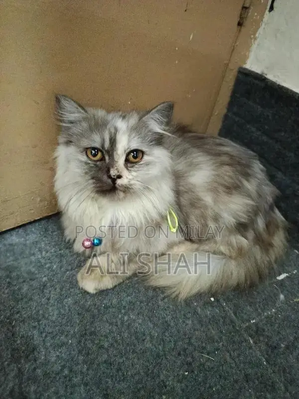 Long Coat Cat: Active and Litter Trained Companion