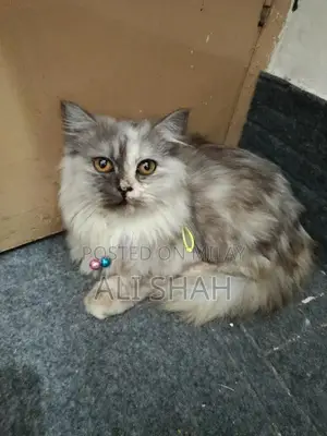 Long Coat Cat: Active and Litter Trained Companion