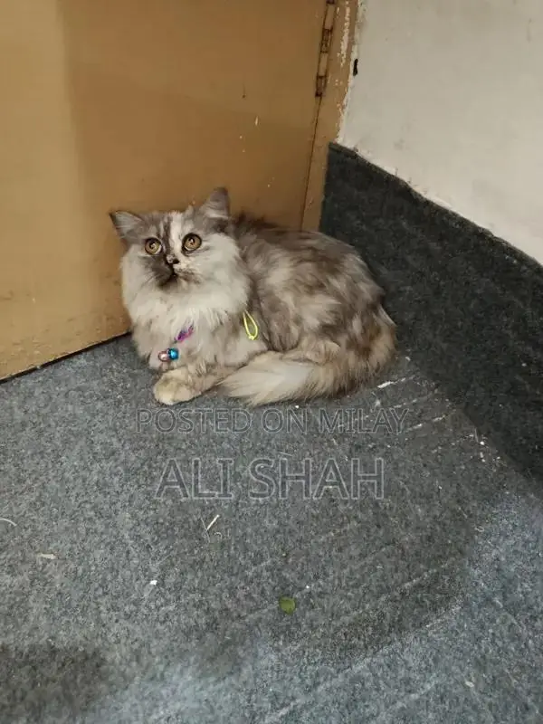 Long Coat Cat: Active and Litter Trained Companion