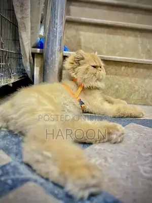 Photo - Social Male Dog Companion - Friendly and Loyal Pet