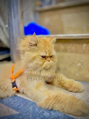 Social Male Dog Companion - Friendly and Loyal Pet