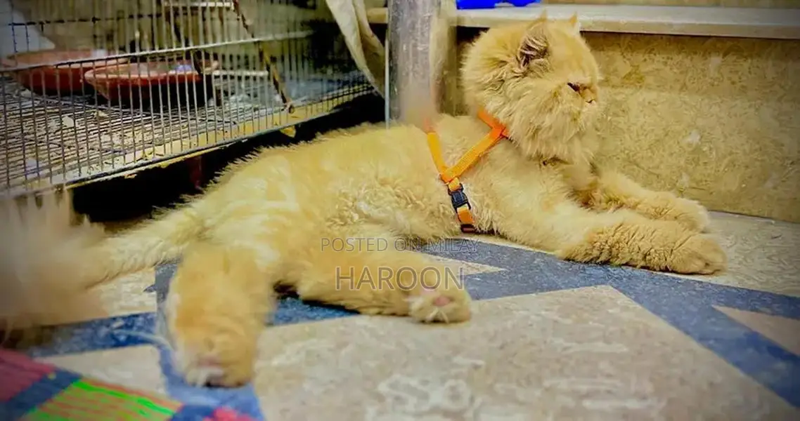 Social Male Dog Companion - Friendly and Loyal Pet