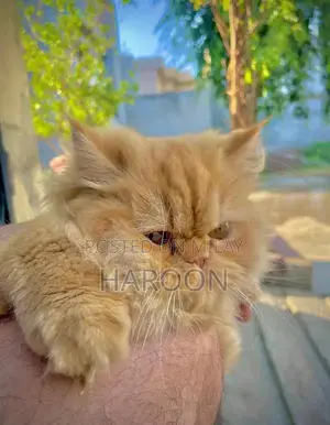 Social Male Dog Companion - Friendly and Loyal Pet