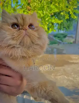 Social Male Dog Companion - Friendly and Loyal Pet