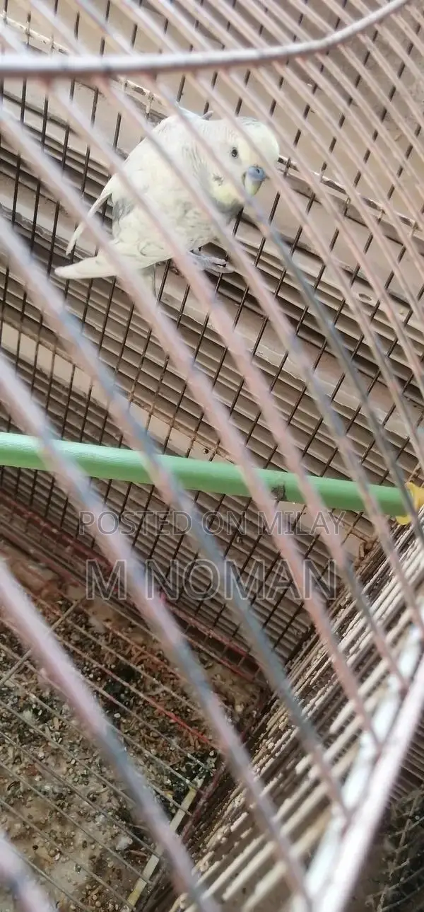 Astliyan Breeder Pair - Exotic Pet Breeding Pair