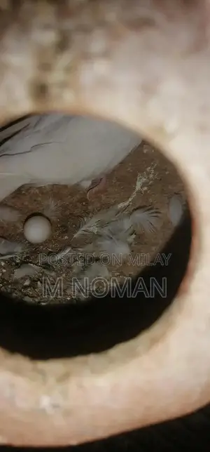 Astliyan Breeder Pair - Exotic Pet Breeding Pair