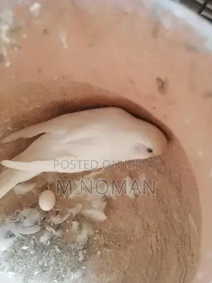 Astliyan Breeder Pair - Exotic Pet Breeding Pair