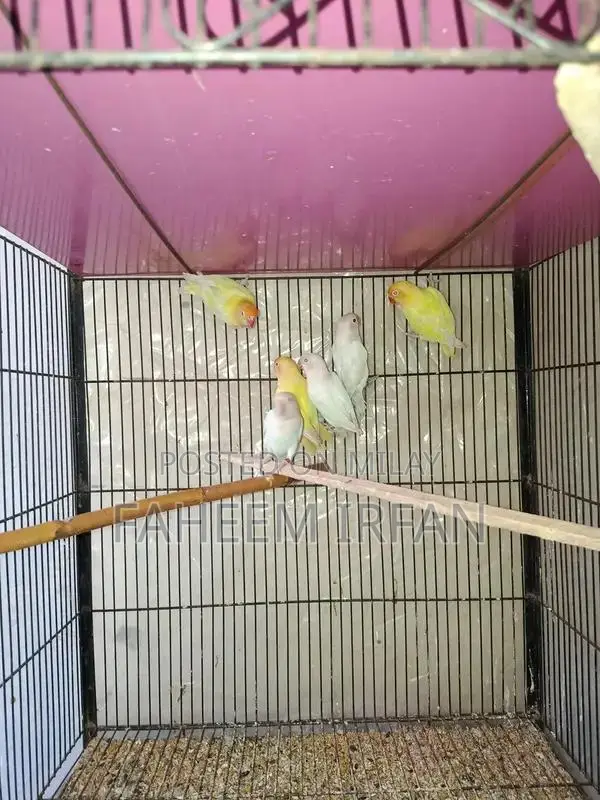 Love Birds Breeding Lot - 7 Mixed Color Specimens