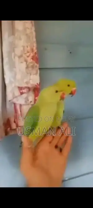 Photo - Hand Tamed Green Ringneck Parrot Breeding Pair