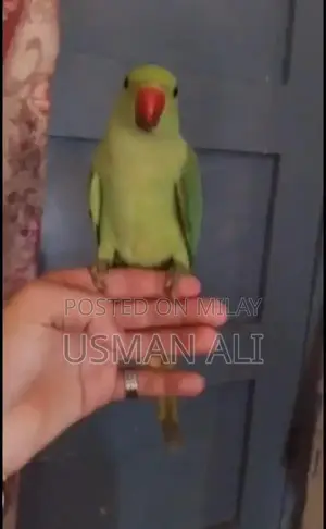 Hand Tamed Green Ringneck Parrot Breeding Pair