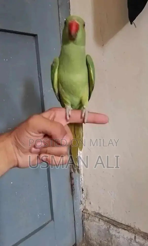 Hand Tamed Green Ringneck Parrot Breeding Pair
