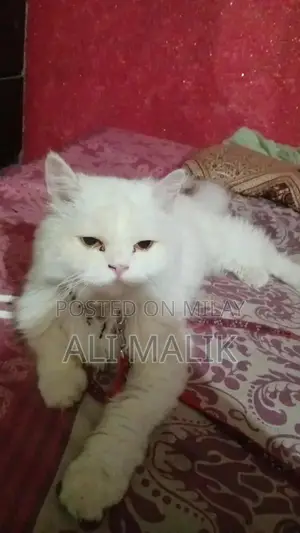 Photo - Persian Cat Semi-Punch Face - Beautiful Purebred Feline