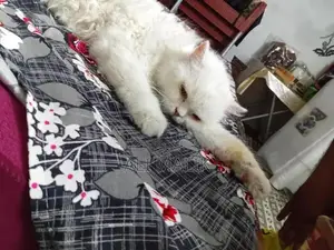 Persian Cat Semi-Punch Face - Beautiful Purebred Feline