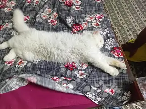 Persian Cat Semi-Punch Face - Beautiful Purebred Feline