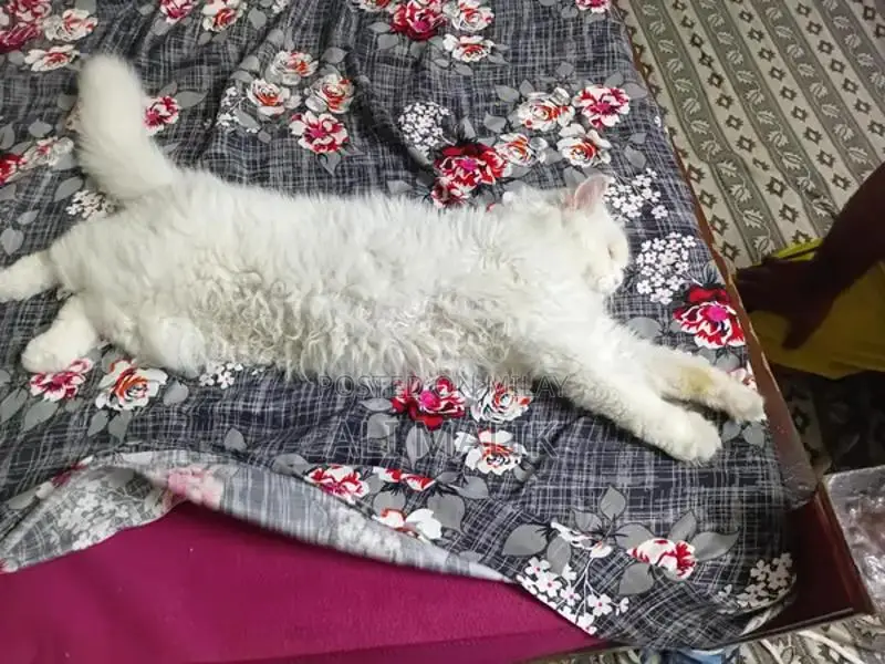 Persian Cat Semi-Punch Face - Beautiful Purebred Feline