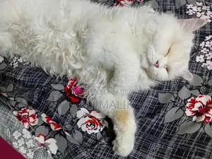 Persian Cat Semi-Punch Face - Beautiful Purebred Feline