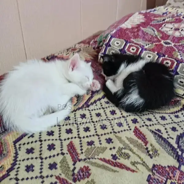 Adorable Persian Kittens - Purebred Companion Cats