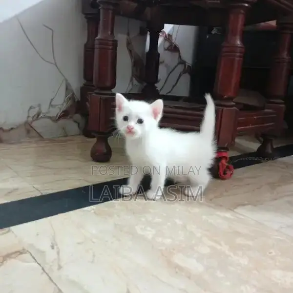 Adorable Persian Kittens - Purebred Companion Cats