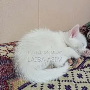 Adorable Persian Kittens - Purebred Companion Cats