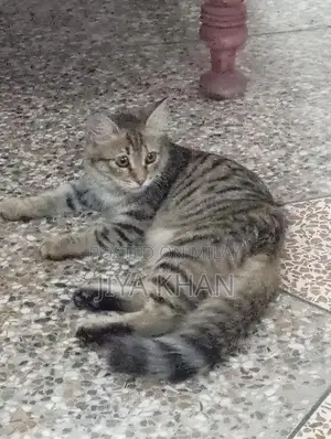 Photo - Beautiful Social Cat with Unique Light Green Eyes