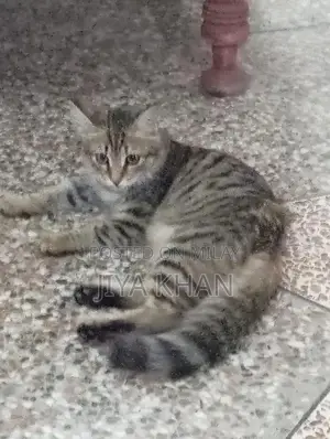 Beautiful Social Cat with Unique Light Green Eyes