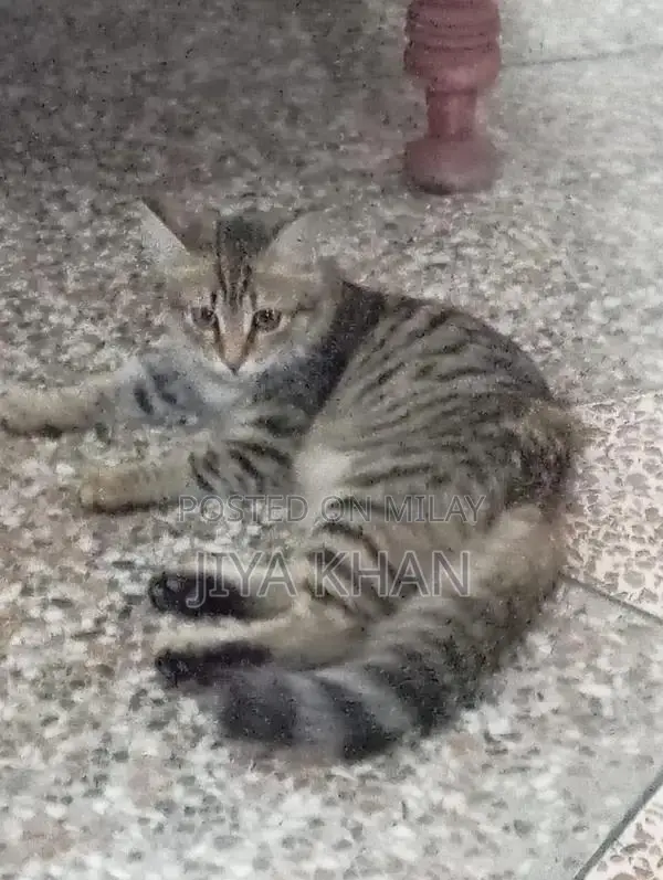 Beautiful Social Cat with Unique Light Green Eyes