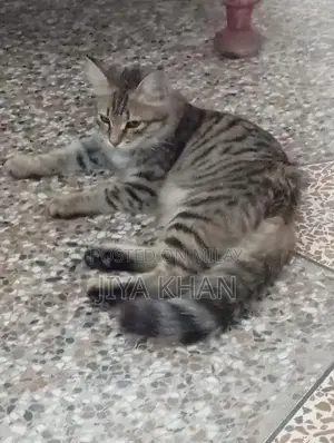 Beautiful Social Cat with Unique Light Green Eyes