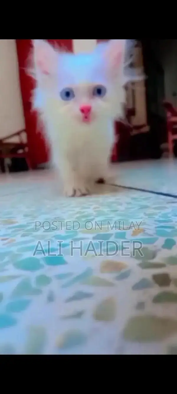 Persian Cat - White Triple Coat with Blue Eyes