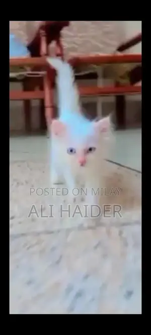 Persian Cat - White Triple Coat with Blue Eyes