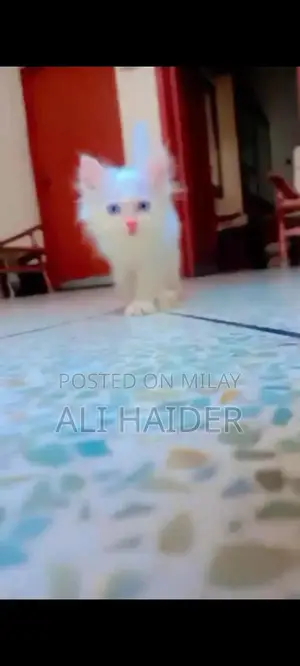 Persian Cat - White Triple Coat with Blue Eyes