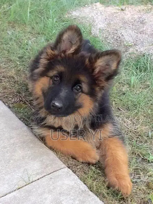 German Shepherd Long Coat Puppies - Active Family Dogs