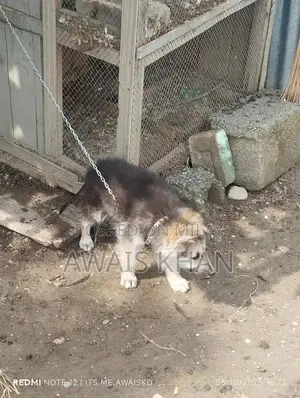 Photo - German Shepherd Puppy - Double Coat Breed