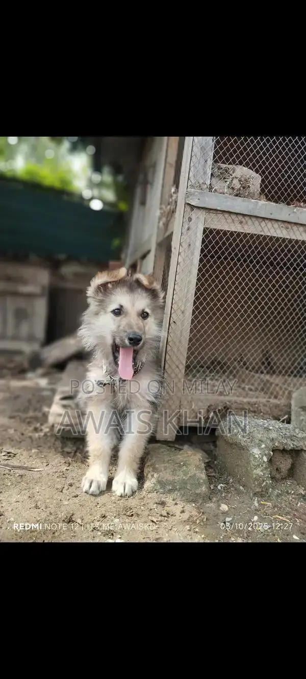 German Shepherd Puppy - Double Coat Breed