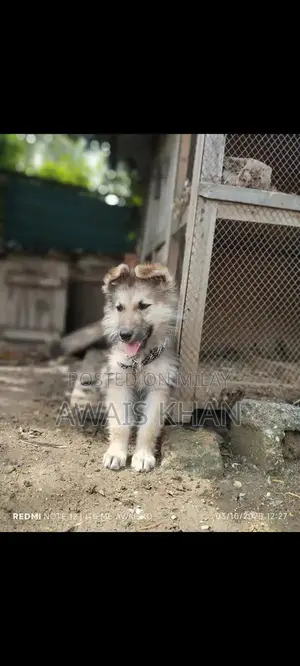 German Shepherd Puppy - Double Coat Breed