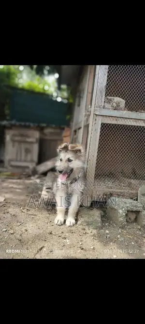 German Shepherd Puppy - Double Coat Breed