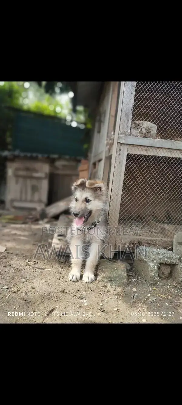 German Shepherd Puppy - Double Coat Breed