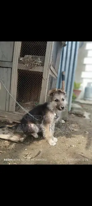 German Shepherd Puppy - Double Coat Breed