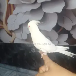 Photo - White Cocktail Hand Tam - Stylish Unisex Accessory