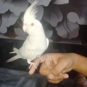 White Cocktail Hand Tam - Stylish Unisex Accessory