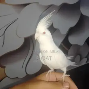 White Cocktail Hand Tam - Stylish Unisex Accessory