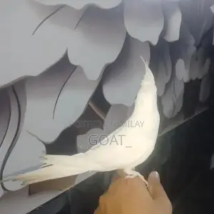 White Cocktail Hand Tam - Stylish Unisex Accessory