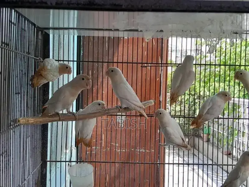 Albino Black-Eyed Bird Pair - Healthy Exotic Aviary Specimen