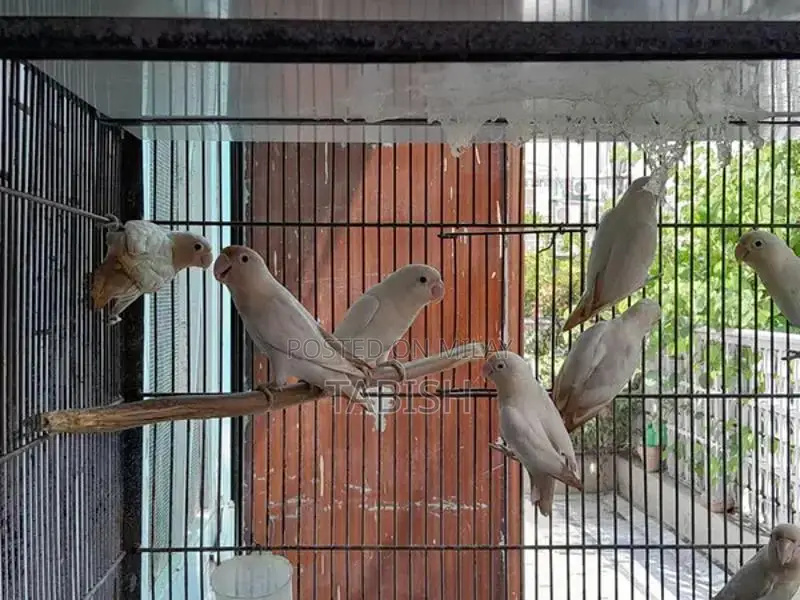 Albino Black-Eyed Bird Pair - Healthy Exotic Aviary Specimen