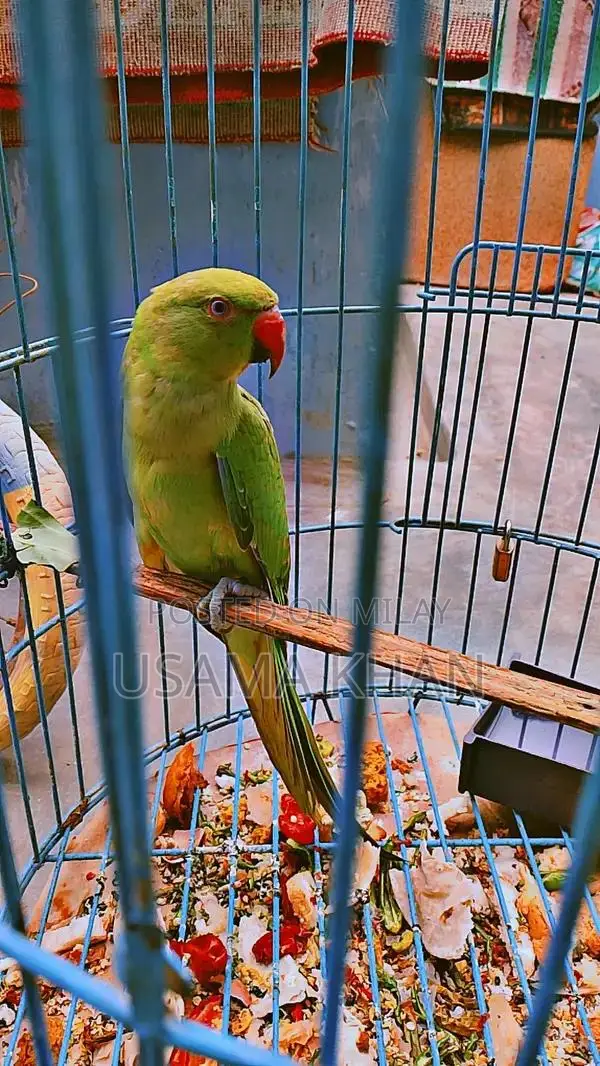 Female Companion: Healthy and Active Female Companion